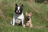 BOULEDOGUE FRANCAIS 531